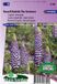 Sluis Garden Lupine The Governor (Lupinus)