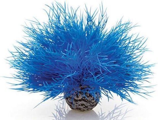 biOrb aquarium zeelelie - blauw