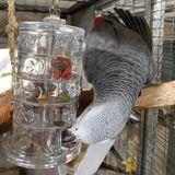 Zoo-Max Ring of Fortune Papegaaienspeelgoed