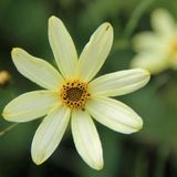 Coreopsis 6 x Coreopsis Verticillata 'Moonbeam' - Meisjesogen pot 9x9cm, langbloeiend en sierlijk