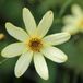 Coreopsis 6 x Coreopsis Verticillata 'Moonbeam' - Meisjesogen pot 9x9cm, langbloeiend en sierlijk