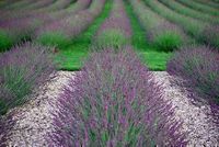GRDplanten Groendecor Tuinarchitectuur 6x Lavandel - Lavandula int. 'Phenomenal'® (niko) | 9x9 cm pot