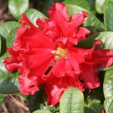 Rhododendron 'Scarlet Wonder' - 20-30 cm en pot