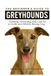The Greyhounds The Beginner’s Guide to Greyhounds: Training, Grooming, and Care for a Gentle and Athletic Racing Dog