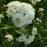 Achillea 6 Achillea Ptarmica 'The Pearl' - Millefeuille pot 9x9cm, attrayant pour les papillons