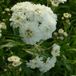 Arborix Achillea 6 Achillea Ptarmica 'The Pearl' - Duizendblad pot 9x9cm, aantrekkelijk voor vlinders
