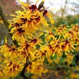 Arborix Hamamelis Hamamelis Intermedia 'Orange Beauty' - Toverhazelaar 40-60 cm pot