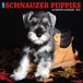 Schnauzer Willow Creek Press Schnauzer Puppies 2027 12 X 12 Wall Calendar