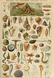 Grafika Mollusques puzzle de 1000 pièces