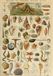 Grafika Mollusques puzzle de 1000 pièces