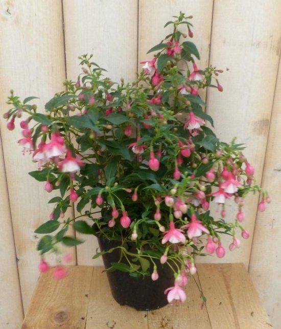 Warentuin natuurlijk Fuchsia vaste licht-roze