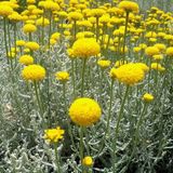Arborix Bol 6 x Santolina Chamaecyparissus - Heiligenbloem pot 9x9 cm- Zilvergrijze Bladeren