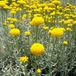 Arborix Bol 6 x Santolina Chamaecyparissus - Heiligenbloem pot 9x9 cm- Zilvergrijze Bladeren
