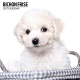 Magnet & Steel Bichon Frise Kalender 2027 Modern Wandkalender