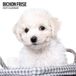 Magnet & Steel Bichon Frise Kalender 2027 Modern Wandkalender