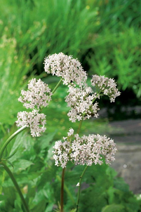 Moerings Valeriana officinalis P9