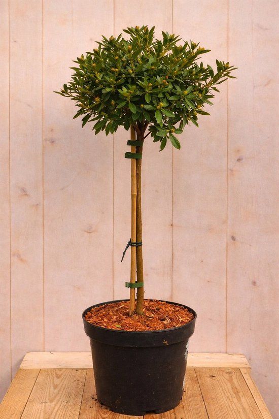 Warentuin natuurlijk - Bloombux Rhododendron Micranthum op stam 80 cm
