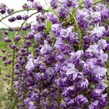 Arborix Wisteria Floribunda 'Violacea Plena' - Blauwe Regen 50-60 cm in pot