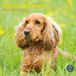 Baker & Bray Engelse Cocker Spaniel Kalender 2027 Wandkalender