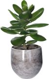 Mica Decorations Plantenpot/bloempot terracotta - grijs - D33 x H31 cm - binnen