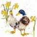 Bothy Threads Hannah Dale Ducks And Daffs borduren (pakket)