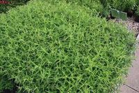 GRDplanten Aster 6x Aster 'Violetta' | Paars/Lila | Zon | 6 stuks