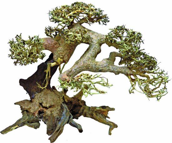 SuperFish Bonsai Driftwood Aquariumdecoratie Large