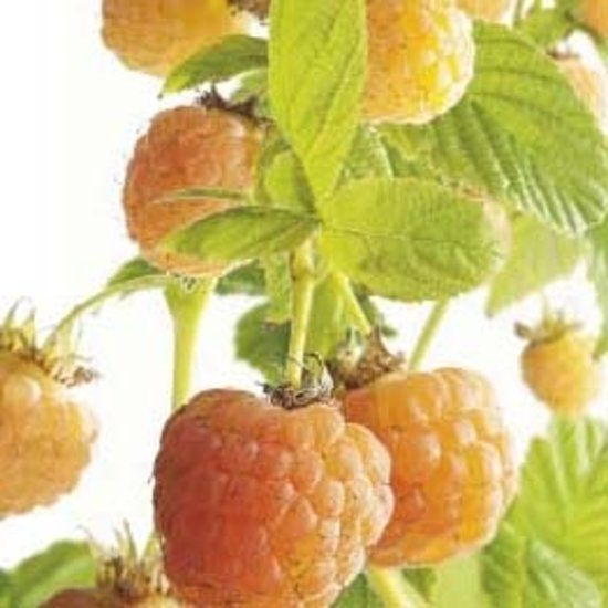 Fruithof Rubus idaeus Fallgold - 8717755064547
