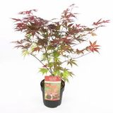 Plantenwinkel.nl Japanse esdoorn (Acer Palmatum "Atropurpureum") - 50-60 cm - 1 stuks