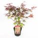 Plantenwinkel.nl Japanse esdoorn (Acer Palmatum "Atropurpureum") - 50-60 cm - 1 stuks