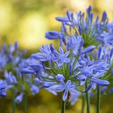 Arborix Bol 6x Agapanthus africanus 'Blue Giant' Pot 9x9cm - Prachtige blauwe Afrikaanse lelie