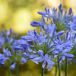 Arborix Bol 6x Agapanthus africanus 'Blue Giant' Pot 9x9cm - Prachtige blauwe Afrikaanse lelie