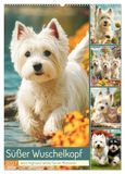 Süßer Calvendo Süßer Wuschelkopf. West Highland White Terrier Momente (Wandkalender 2027 DIN A2 hoch), CALVENDO Monatskalender
