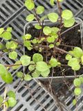 GRDplanten Groendecor Tuinarchitectuur 6x Muehlenbeckia axillaris (complexa) pot 9 x 9 cm