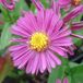 Arborix Aster 6 x Aster Dumosus 'Jenny' - Herfstaster pot 9x9cm - Paarse bloemen