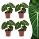 Green boutiQ Philodendron Gloriosum - 4 Planten - Pot 12cm - Hoogte 25cm