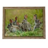 Mars & More Laptray – konijnen print - 43 x 33 cm
