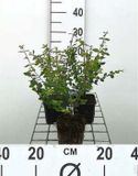 GRDplanten Groendecor Tuinarchitectuur 12x Sneeuwbes - Symphoricarpos chen. 'Hancock' | 9x9 cm pot