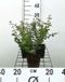 GRDplanten Groendecor Tuinarchitectuur 12x Sneeuwbes - Symphoricarpos chen. 'Hancock' | 9x9 cm pot