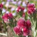 Arborix Antennaria 6 x Antennaria Dioica 'Rubra' - Rozenkransje Pot 9x9 cm - Roodbloeiende Bodembedekker