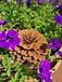Edelroos 'Blume Zinie'