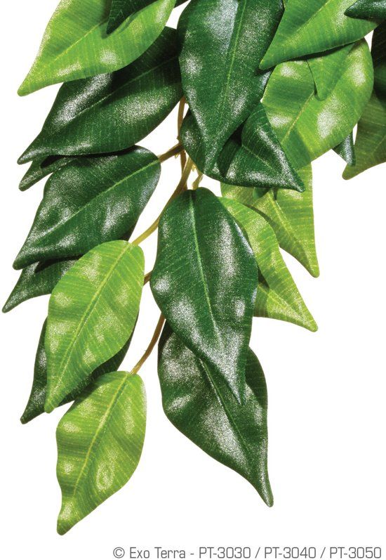 Exo Terra Rainforest Plant Ficus Small
