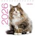 Calendrier Icecat Calendrier de table 2026 - Chats