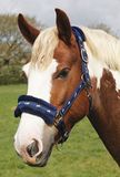 Rhinegold Logo Halster fleece trim