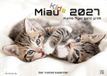 Miau Kids - kleine Tiger ganz groß - Der Katzenkalender - 2027 - Kalender DIN A3