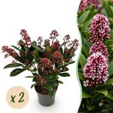 Green boutiQ Skimmia japonica Rubella - Terrasplant - Rood - 2 Planten