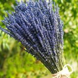 Bouquets de lavande séchée pour décoration intérieure et artisanat