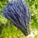 Bouquets de lavande séchée pour décoration intérieure et artisanat