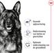 Royal Canin - Alimentation Chien Sec Maxi Adulte - 4 x 4 kg