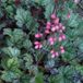Arborix Heuchera 3 x Heuchera 'Pewter Moon - Purperklokje pot 9x9cm